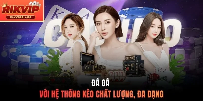 Đá gà với hệ thống kèo chất lượng, đa dạng